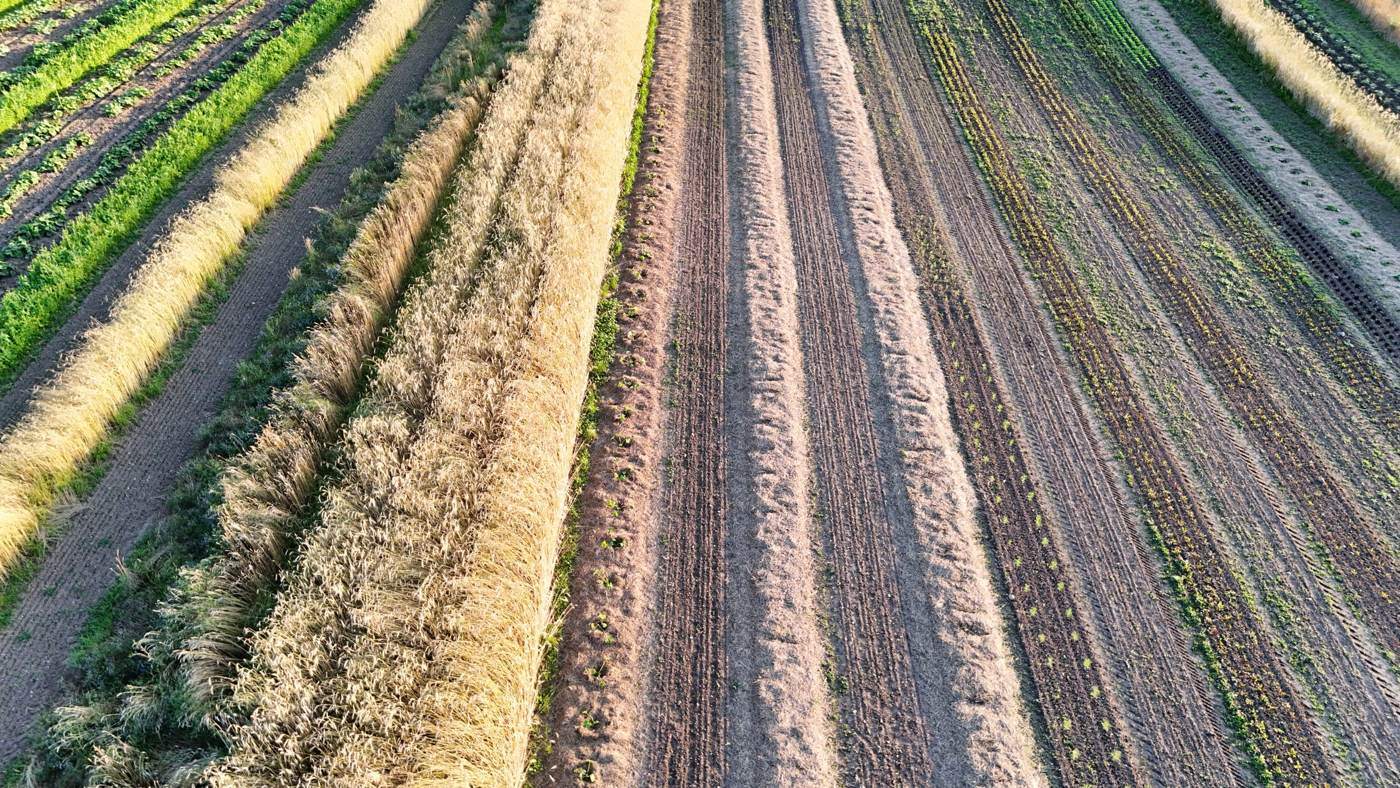 Streifenanbau auf den SlowGrow-Flächen